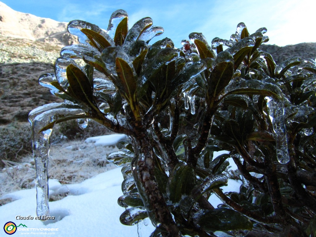 06 Rododendro ghiacciato.JPG